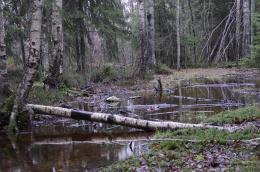 Fallen tree